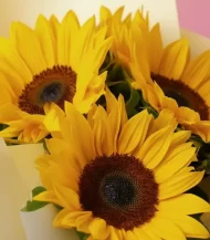 close-up-3-girasoles-floreria