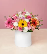 box-colores